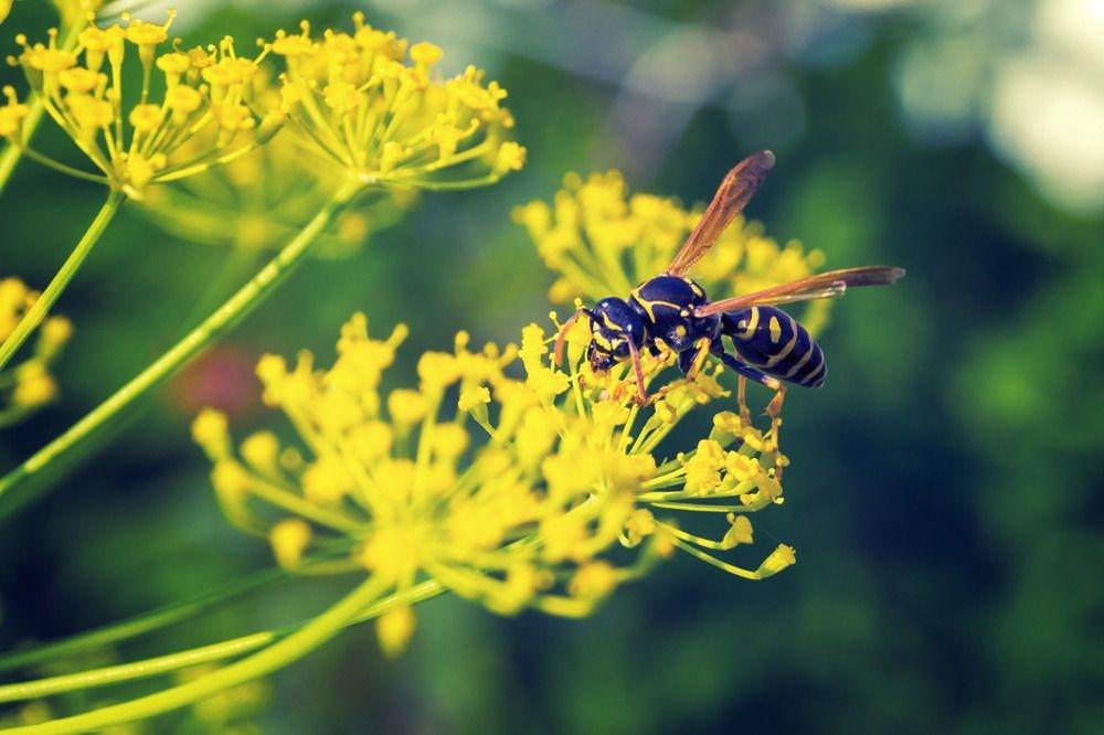 20 insectes et animaux utiles au jardin