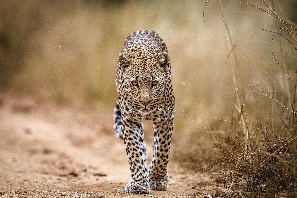 Un majestueux léopard.