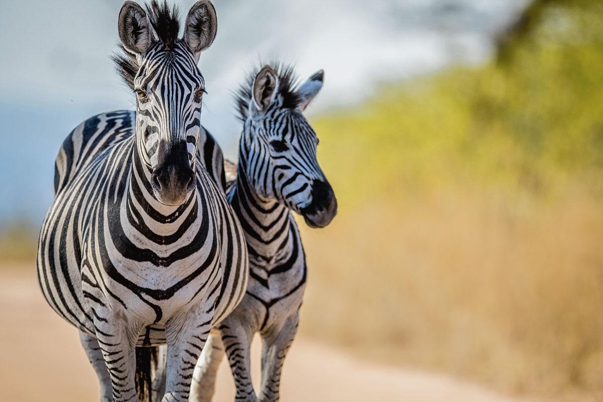 Dans les réserves privées, on vit l'expérience safari au plus près des animaux.