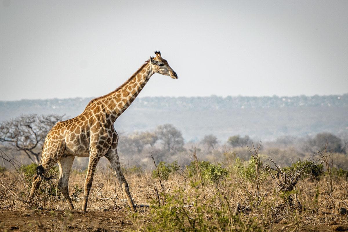 Dans les réserves privées, on vit l'expérience safari au plus près des animaux.