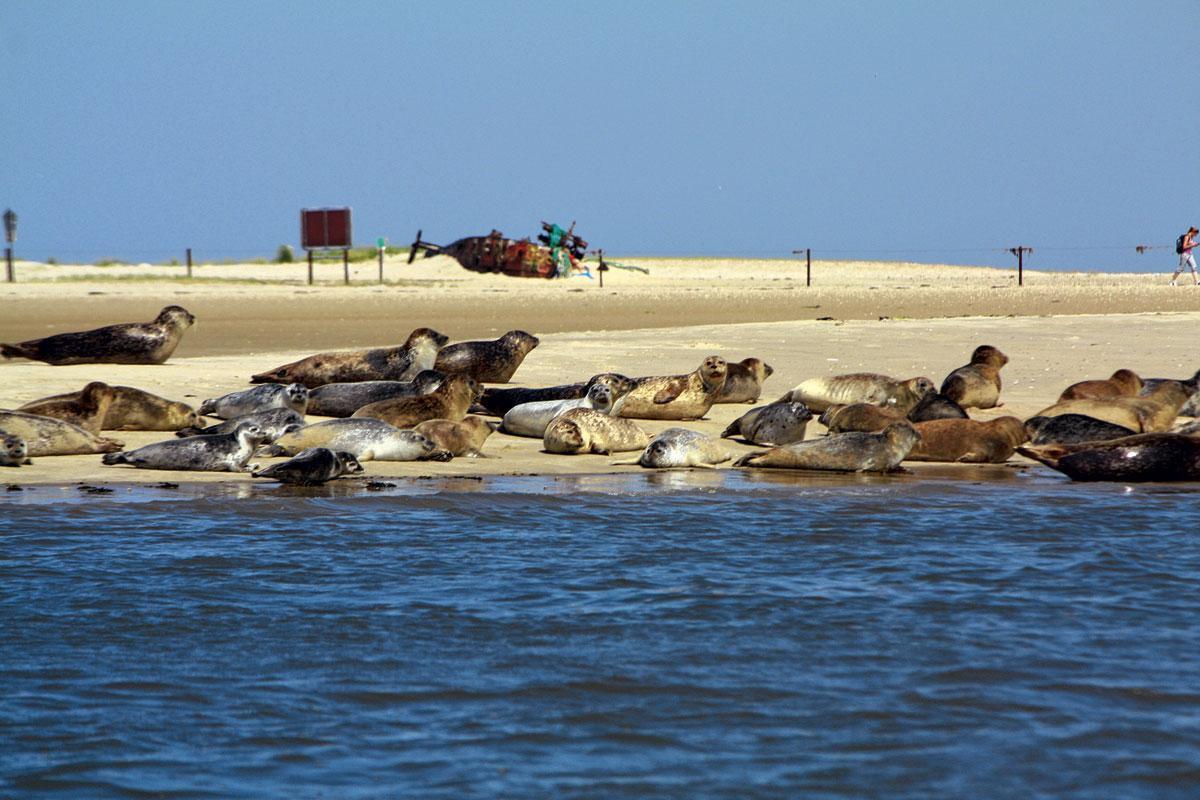 Des phoques sur un banc de sable.
