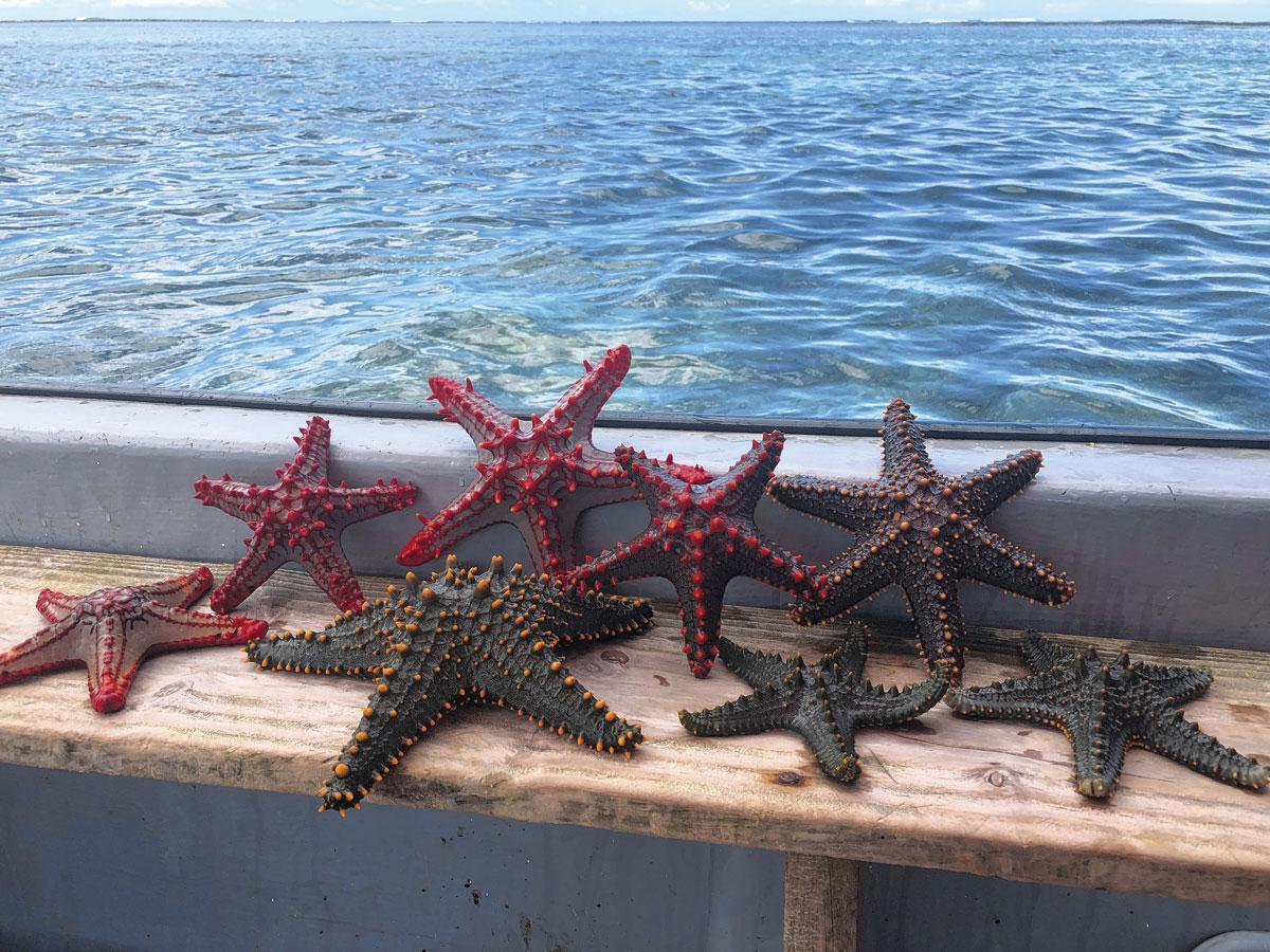 Des étoiles de mer pêchées à Zanzibar.