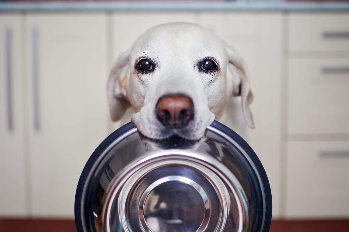 Koken voor je hond: wat je moet weten