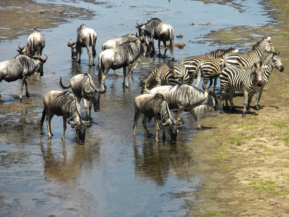 Zebra's en gnoes spotten in de Serengeti.