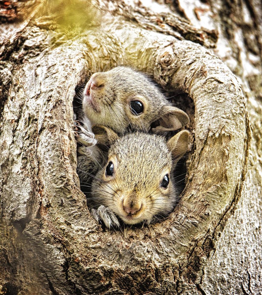 Nesten bouwen daar doet de eekhoorn niet aan. De bomen hebben altijd wel een gaatje vrij om er een knus onderkomen van te maken.