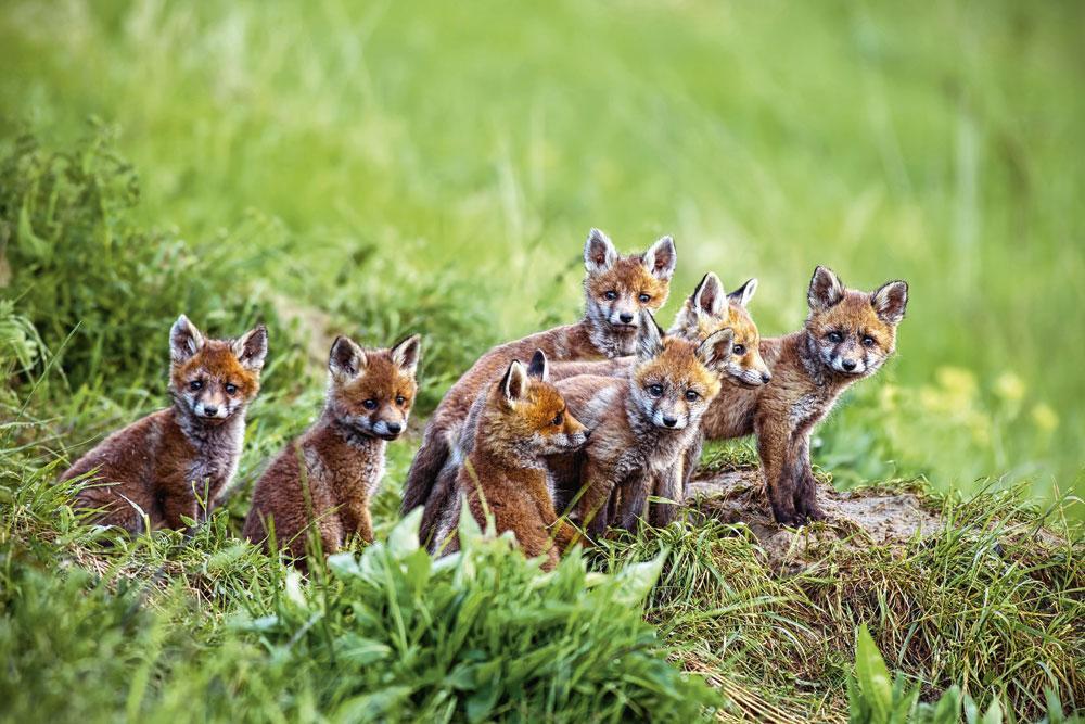 A la naissance, les renards sont... gris ! Ce n'est qu'après quelques semaines qu'ils acquièrent leur belle couleur rousse. Assez paradoxalement, il s'agit d'une couleur à laquelle leurs yeux ne seraient pas sensibles.
