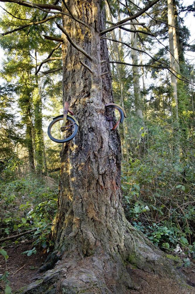 Les arbres ont l'étonnante capacité d'assimiler dans leurs troncs des objets gênant leur croissance, même si cela peut prendre plusieurs dizaines d'années.