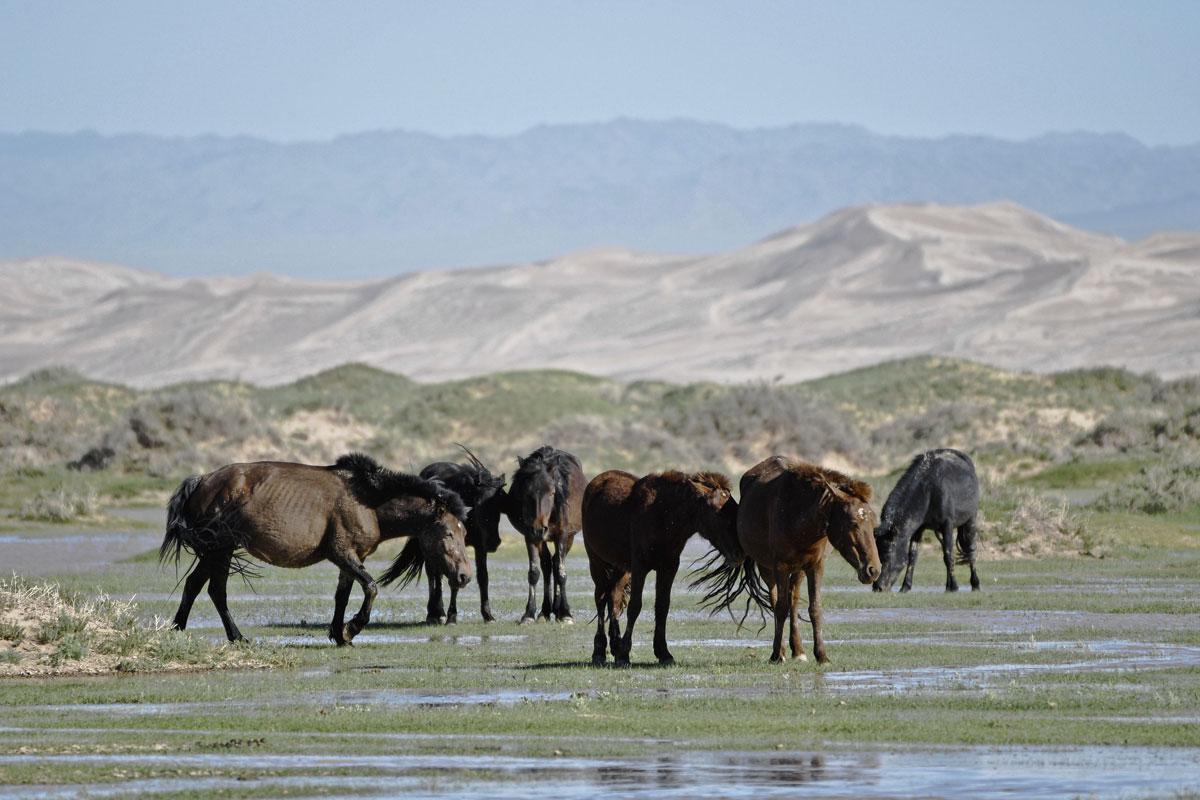 Des chevaux sauvages près des dunes de Khongoryn Els.