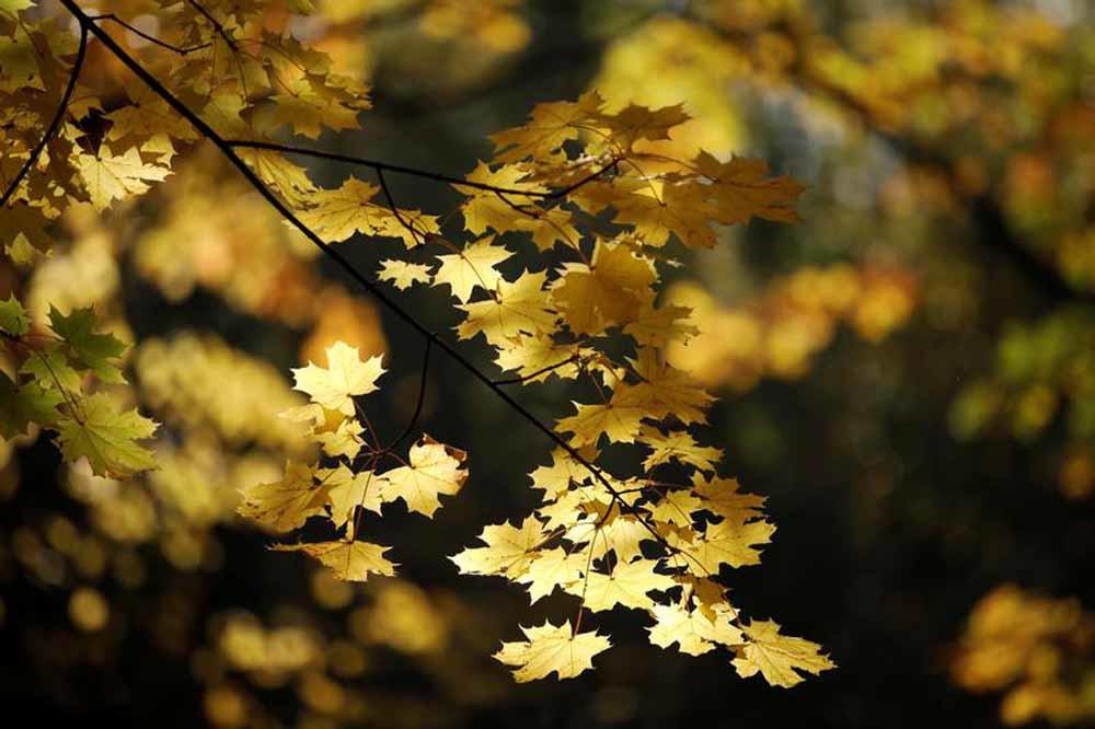 Les plus belles photos d'automne à travers le monde