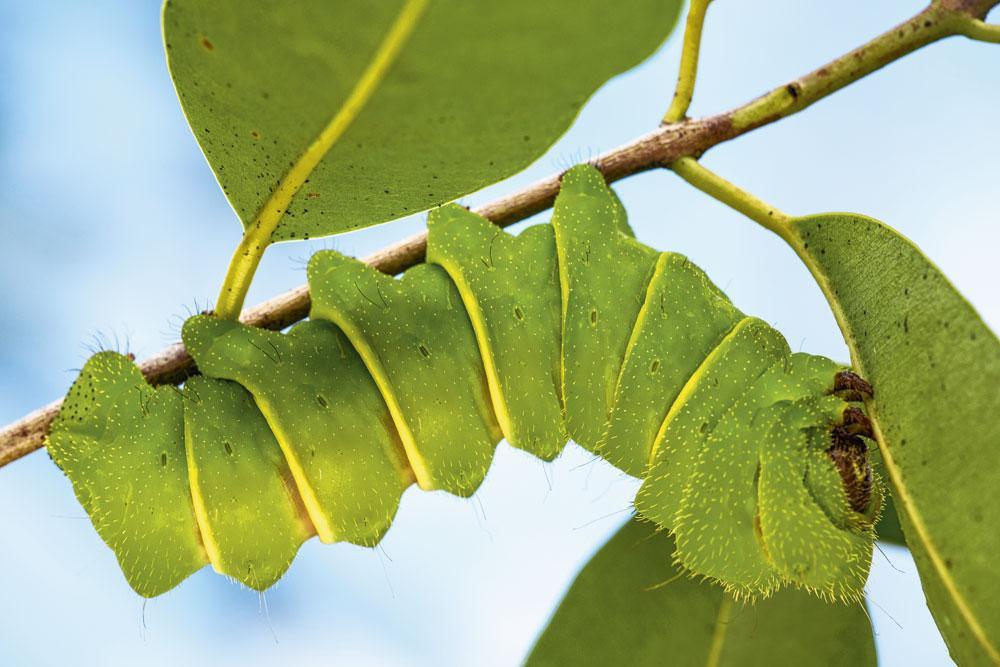 Avant de devenir un papillon chatoyant, la chenille du comète de Madagascar fait profil bas et préfère la livrée verte. De quoi dévorer quotidiennement l'équivalent de son propre poids en feuilles... en toute discrétion.