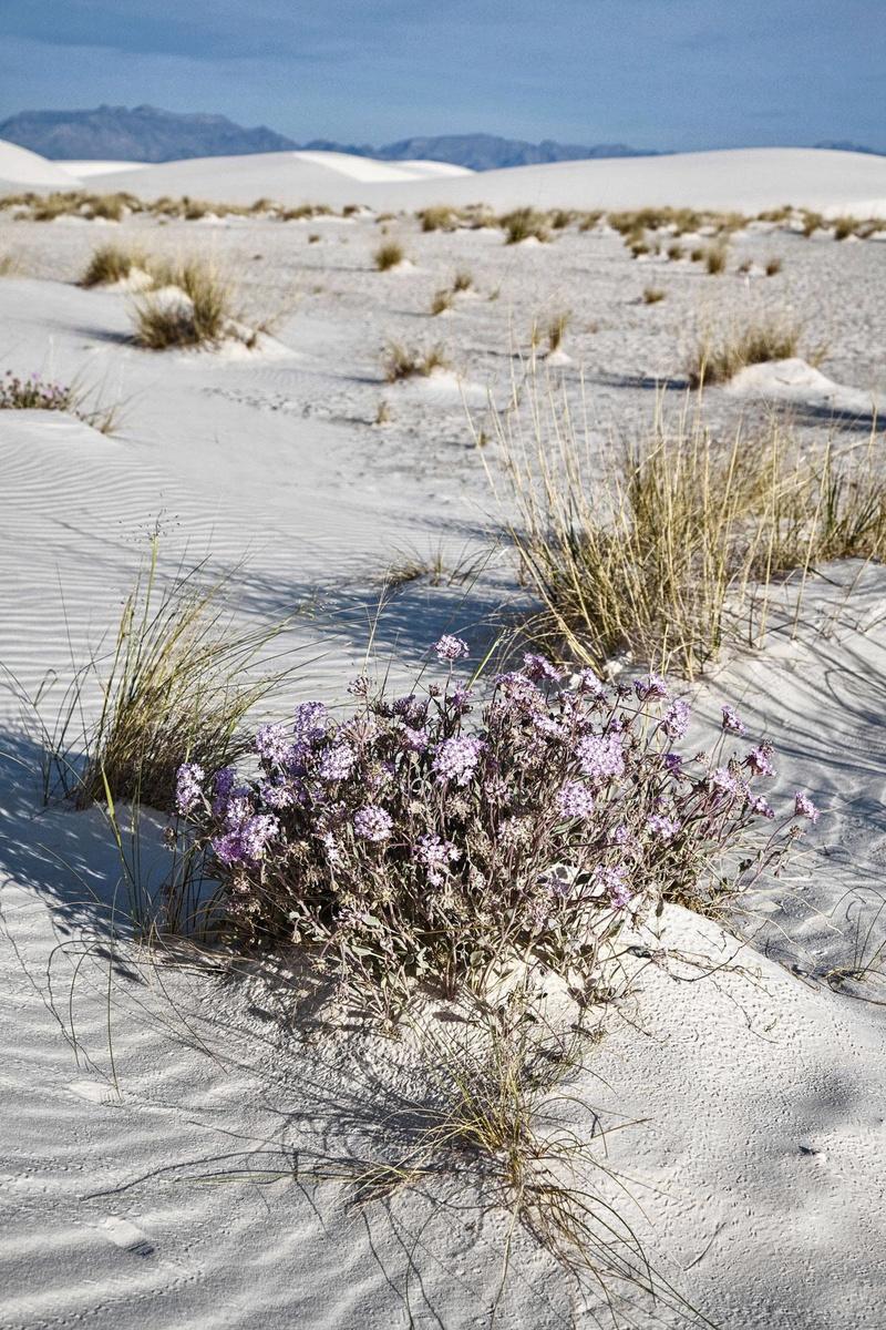 White Sands, au Nouveau Mexique, vient de se voir décerner le titre de 62e Parc national des États-Unis. Cette réserve naturelle, constituée de dunes et sillonnée de sentiers pédestres, s'étend sur 710 km2 de terres calcaires, qui en font un site absolument unique au monde.