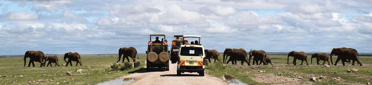 1. Dans l'Amboseli National Park, mieux vaut ne pas quitter la route des yeux !