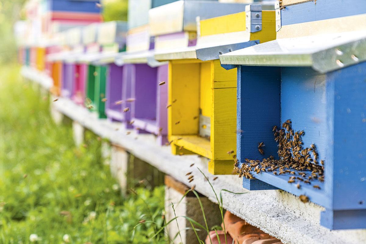 Les ruches domestiques sont souvent de couleurs vives, ce n'est pas uniquement pour faire joli ! Ces teintes contrastées permettent aux abeilles de retrouver plus facilement leur chemin, même si celles-ci ne distinguent en réalité que le vert, le bleu et les ultraviolets.
