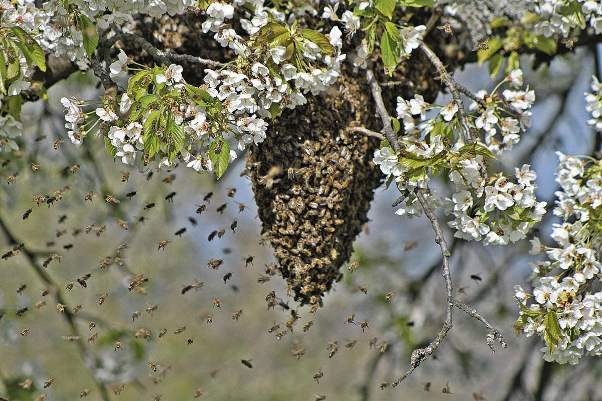 L'emplacement d'une ruche se décide... démocratiquement ! L'essaim se dépose d'abord en grappe, avant que des éclaireuses ne recherchent l'emplacement idéal et n'aboutissent à un consensus.