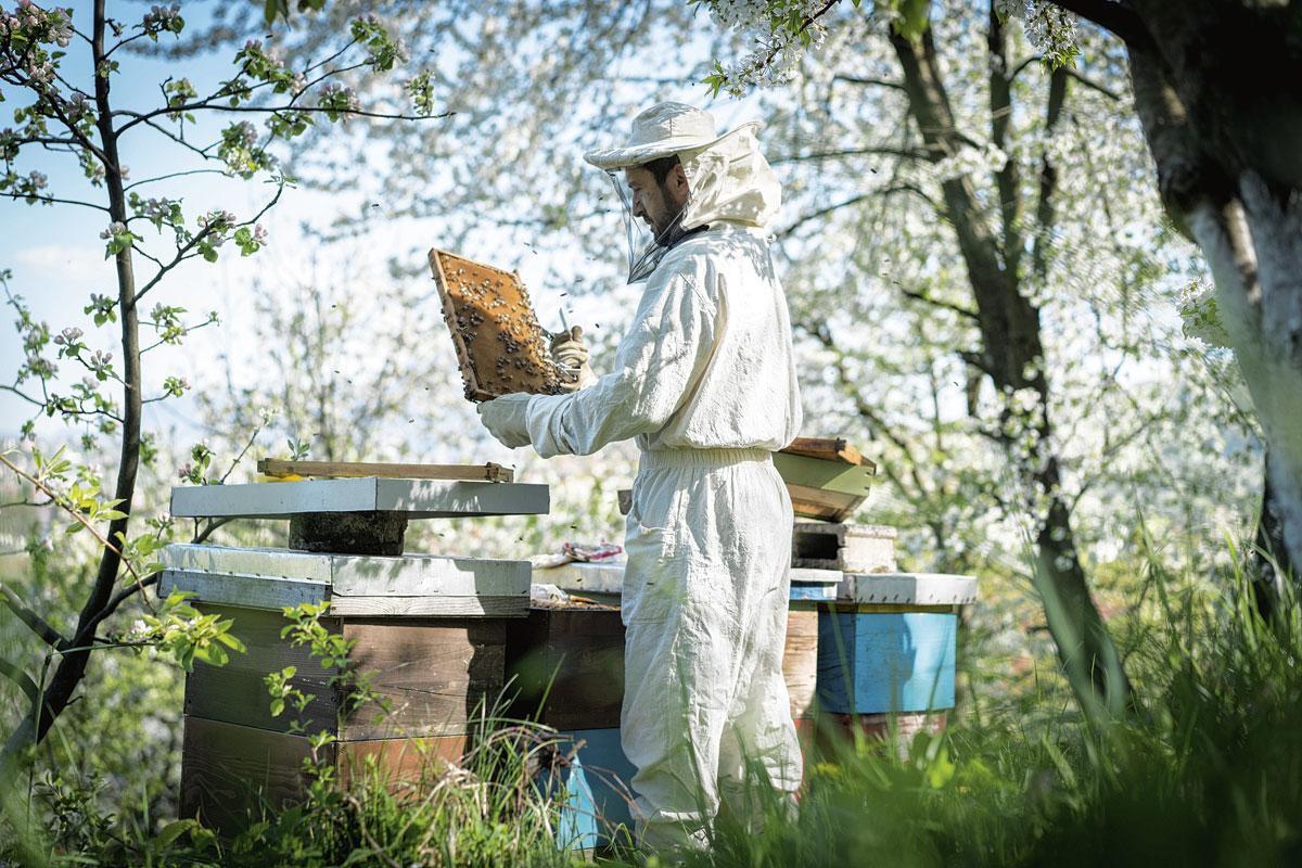 Pour les apiculteurs, l'essaimage n'a rien de très enthousiasmant. Certains cherchent à prévenir le départ de la reine en installant artificiellement une partie de leurs colonies dans de nouvelles ruches.