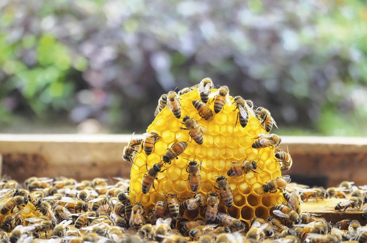 Si les alvéoles de la ruche sont en forme d'hexagone, elles sont circulaires à l'origine : c'est la chaleur et le passage des abeilles qui leur donnent cette forme géométrique caractéristique.