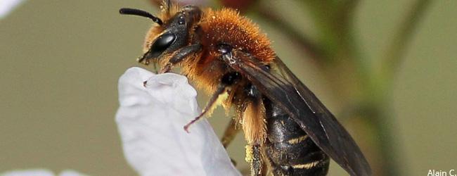 Une nouvelle espèce d'abeille découverte en Wallonie