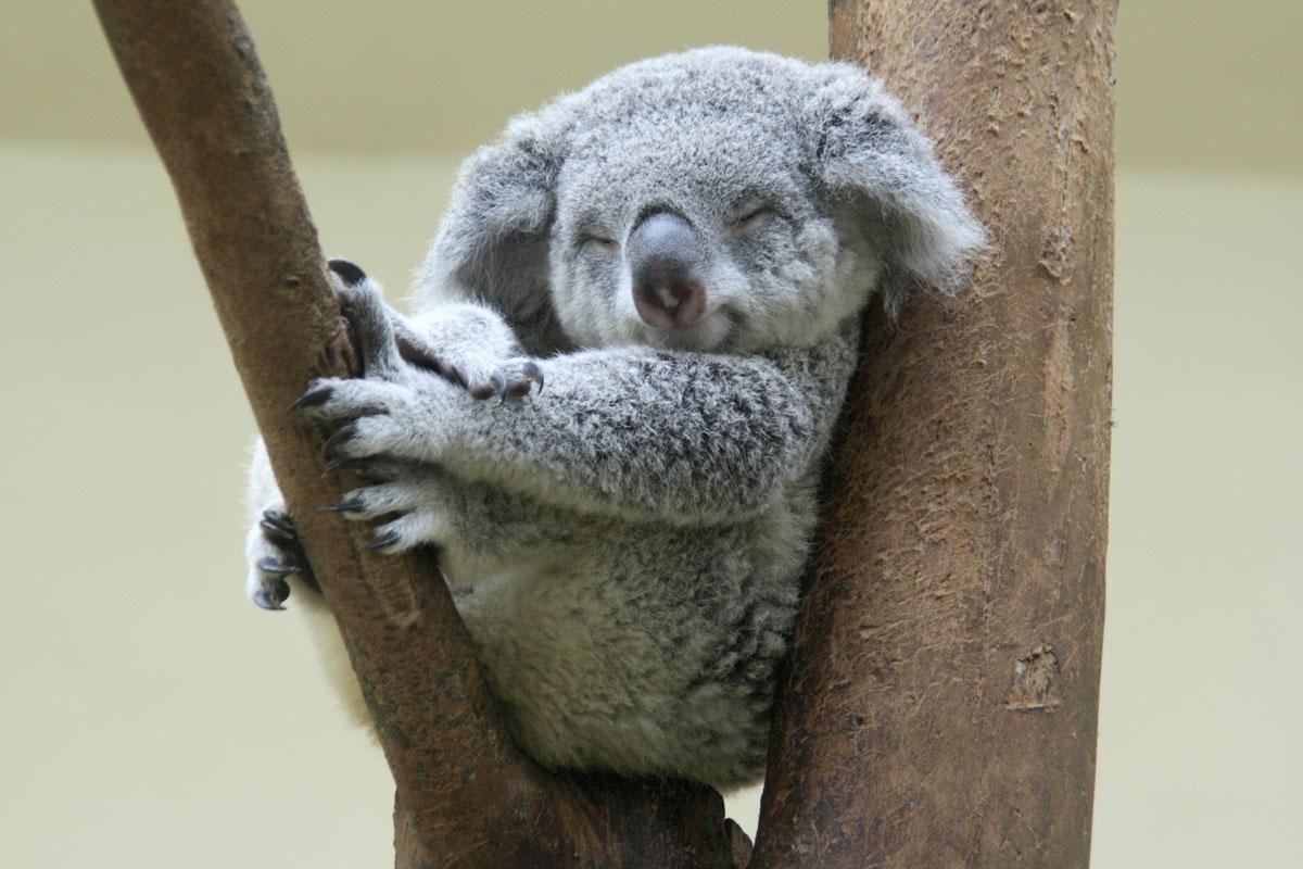 Avec ses airs de grosse peluche vivante, le koala dort jusqu'à 22 heures par jour. Cela explique peut-être ses traits  si apaisés...
