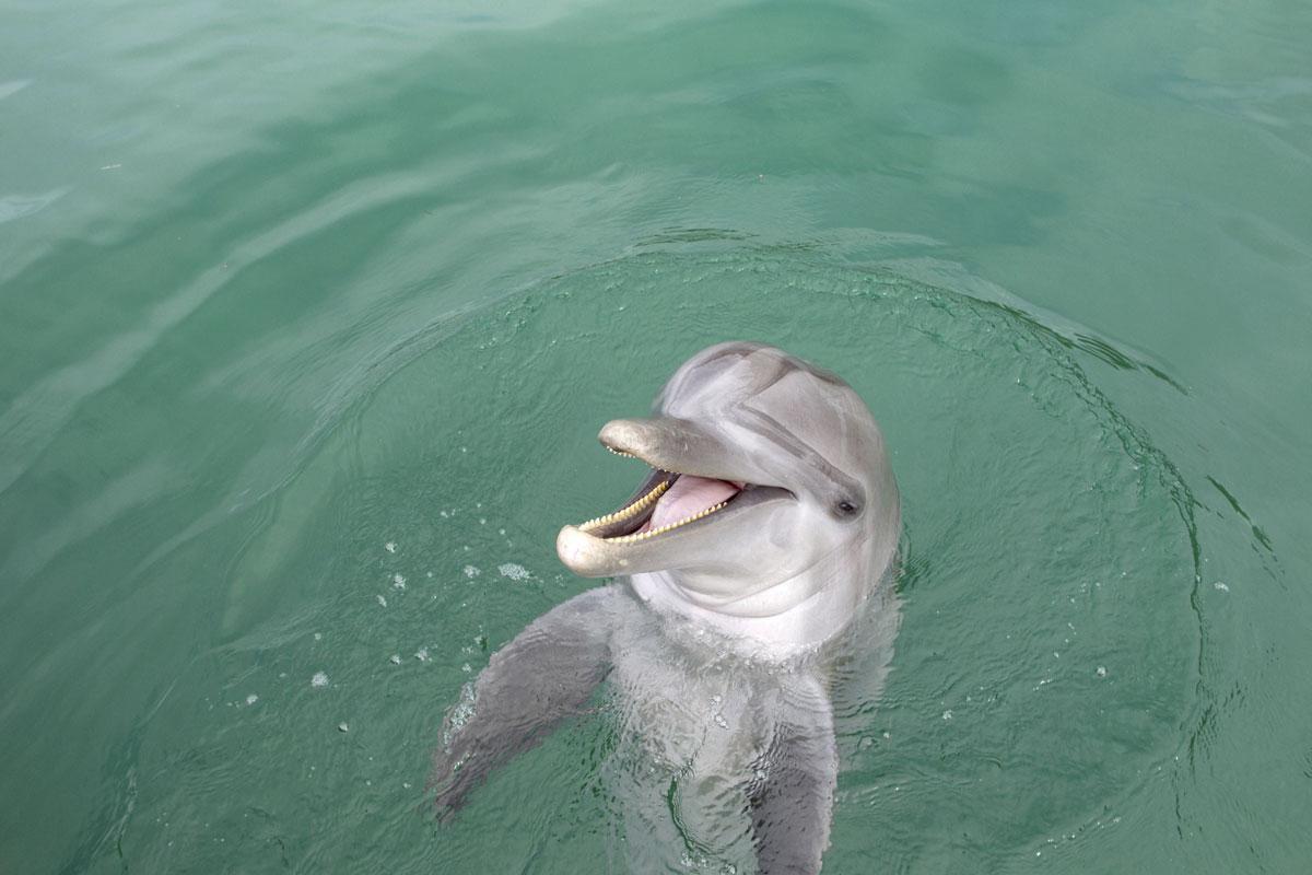 Si le dauphin semble arborer un sourire constant, le rire qui l'accompagnait dans la série Flipper est fictif : il s'agit du cri  d'un oiseau pêcheur, le dacel.