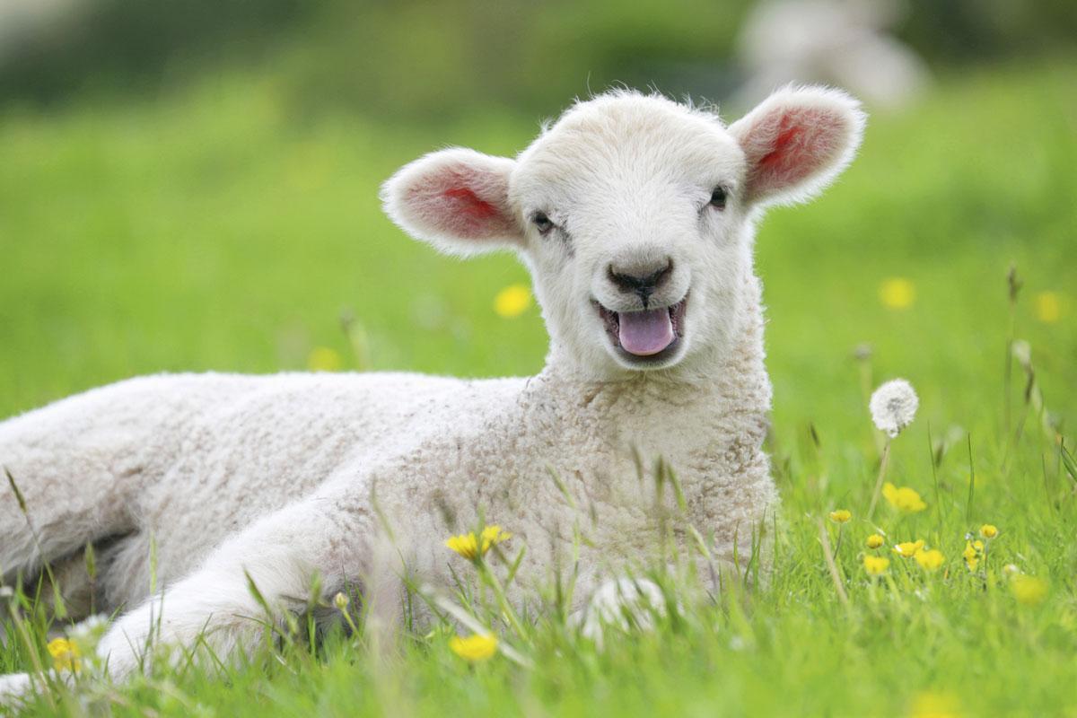 L'agneau est symbole d'innocence dans de nombreux contes,  religions et fables. Il faut dire qu'avec un tel sourire,  on lui donnerait le bon Dieu sans confession.
