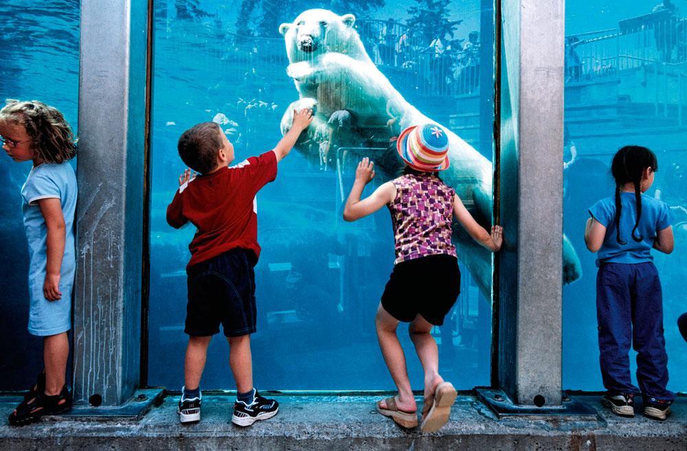 Le zoo sauvage de Saint-Félicien a pris le parti de ne plus présenter que des animaux adaptés aux conditions rigoureuses de l'hiver canadien, comme l'ours polaire.
