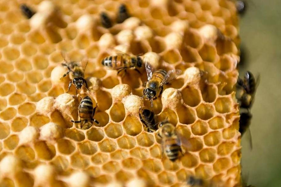 Loin des pesticides, les abeilles cubaines produisent un miel qui ravit l'Europe