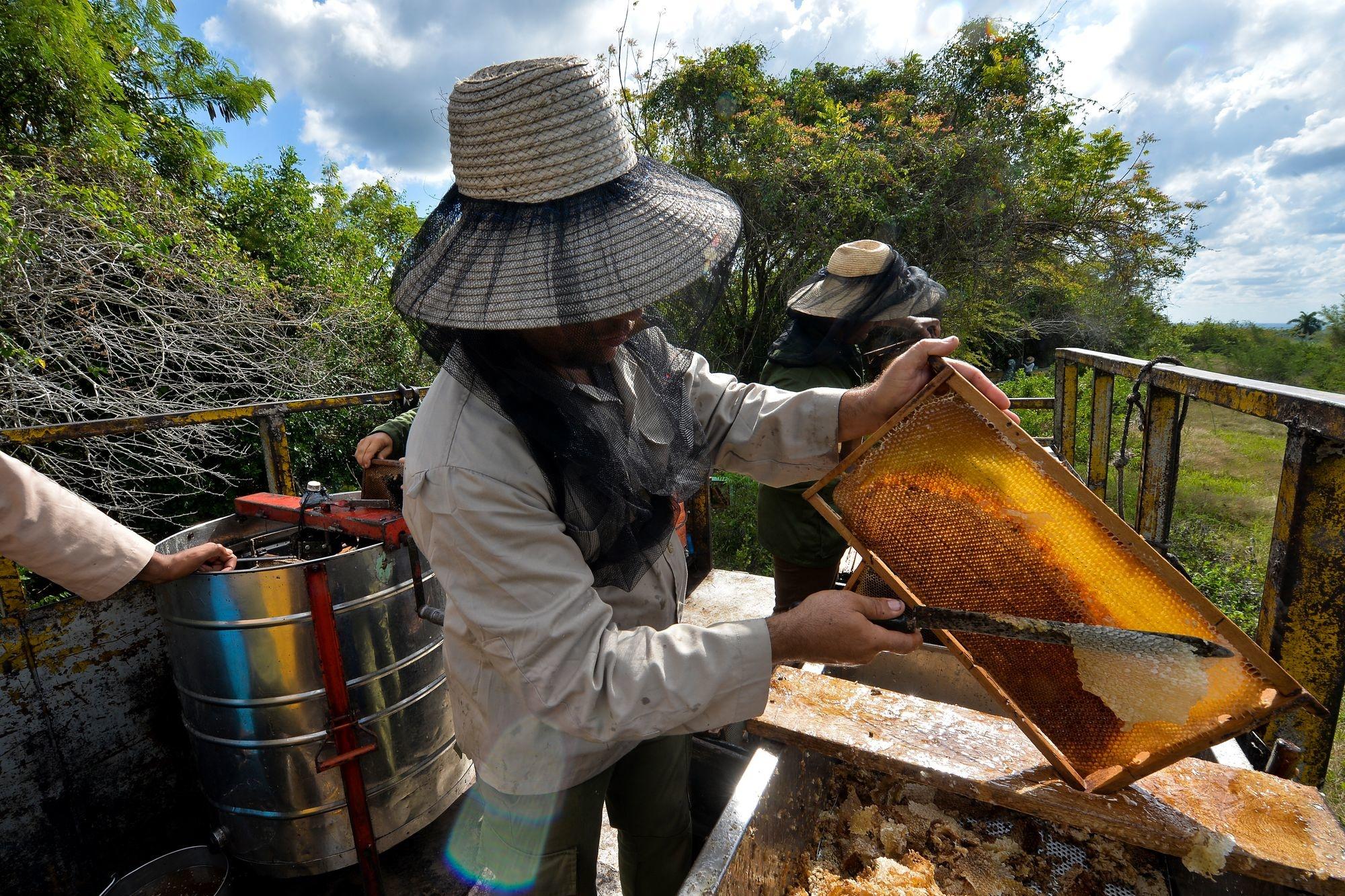 Loin des pesticides, les abeilles cubaines produisent un miel qui ravit l'Europe