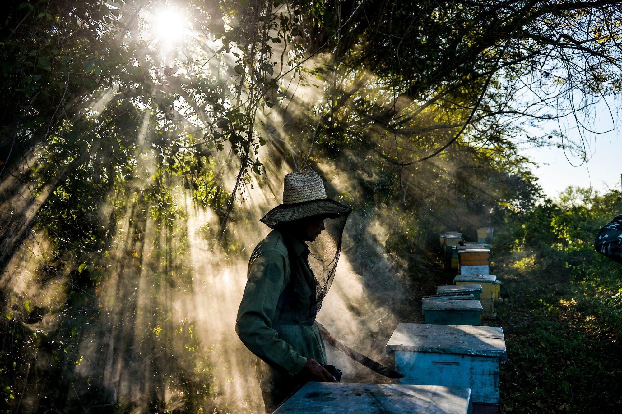 Loin des pesticides, les abeilles cubaines produisent un miel qui ravit l'Europe