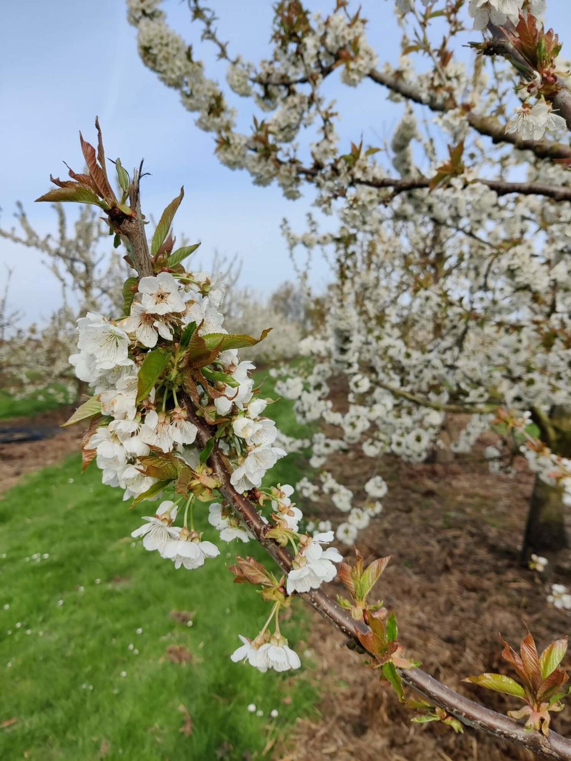 Baromètre arbres en fleurs CERISIER - photo prise le 9 avril 2021.