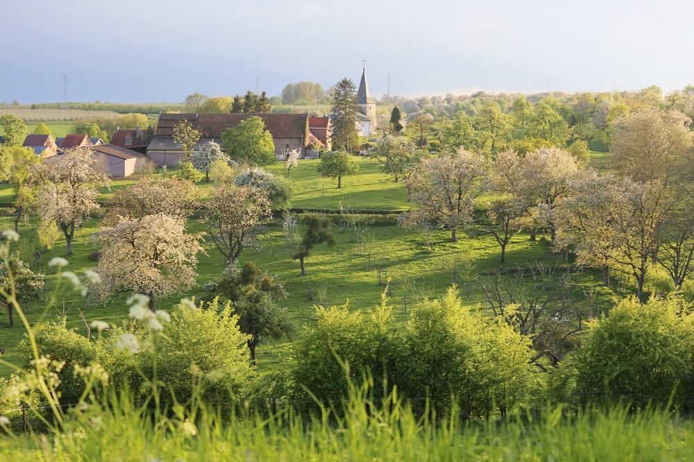 Hesbaye