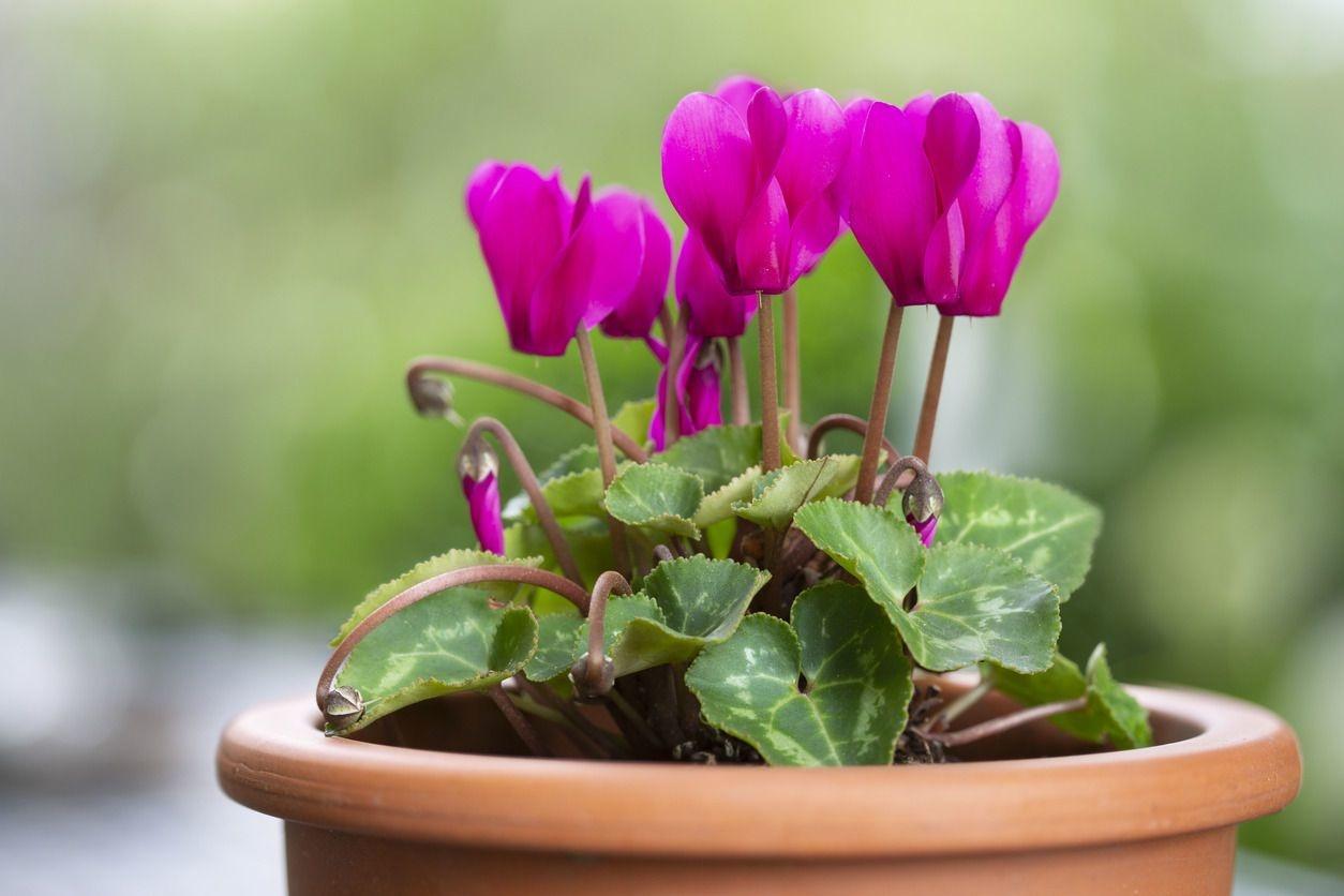 cyclamen