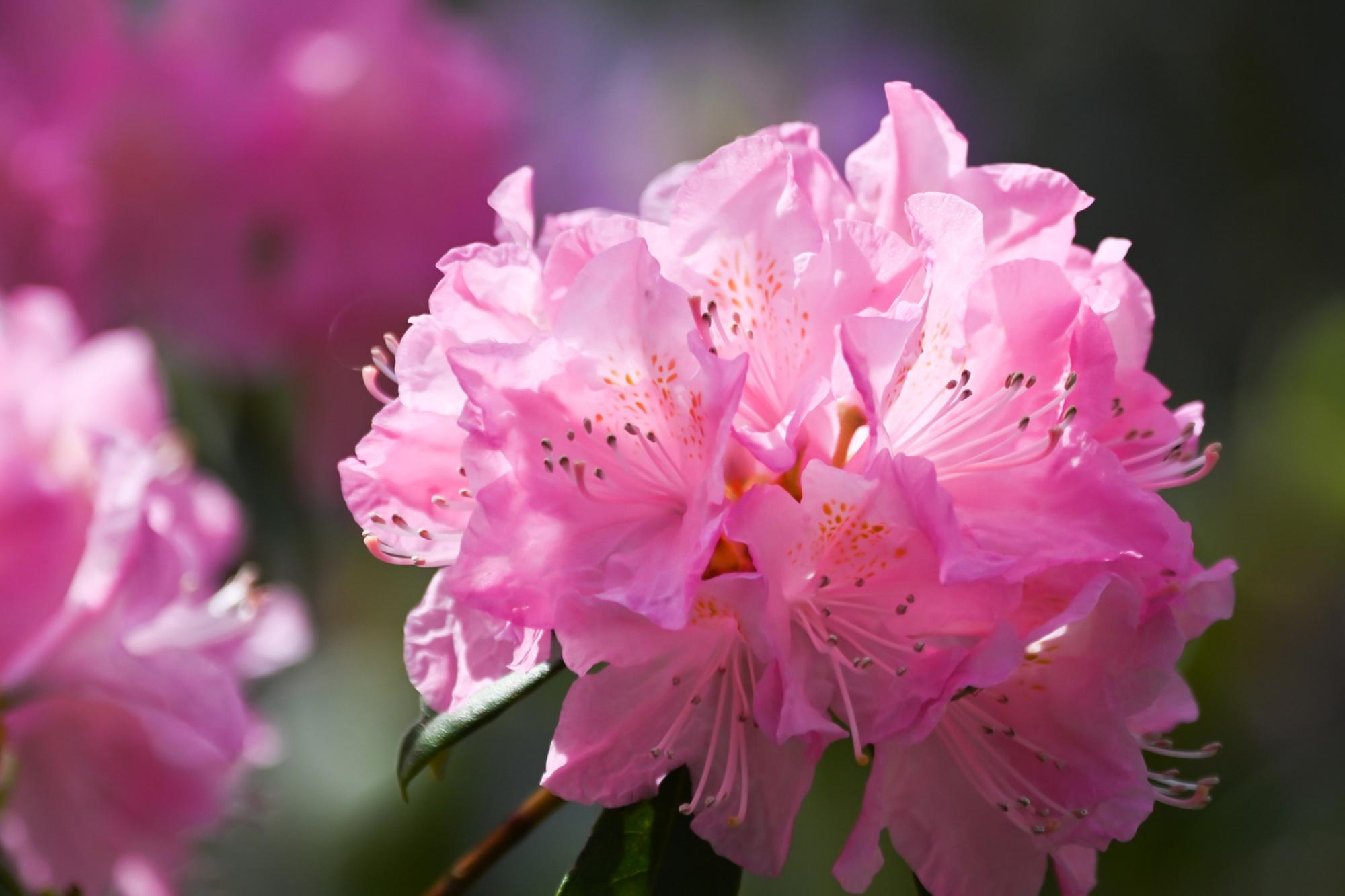 rhododendron