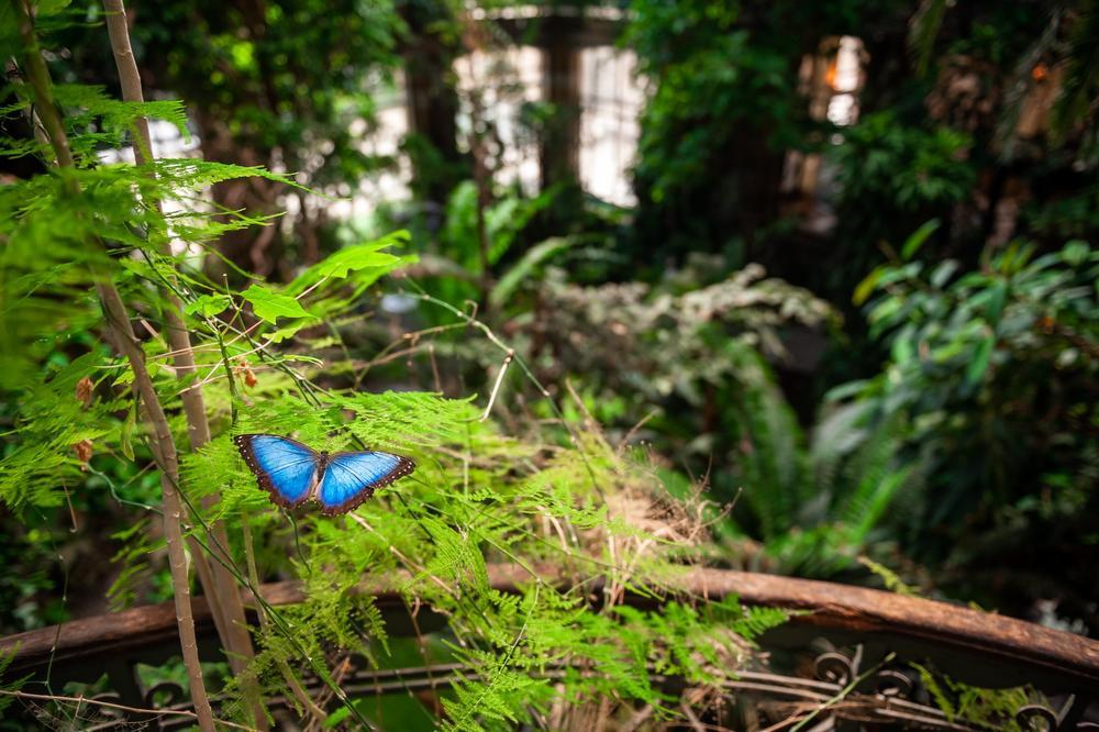 Wintertuin wordt weer Vlindertuin in Antwerpse Zoo