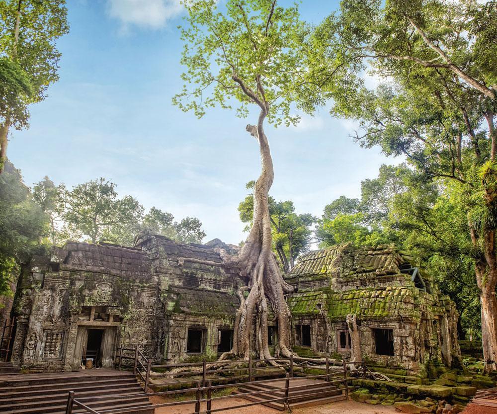 Het overwoekerde tempelcomplex van Angkor Wat, in Cambodja, lijkt zo weggelopen uit Junglebook.