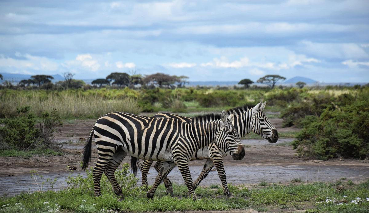3. Geen big five, maar niettemin prachtdieren, die zebra's.