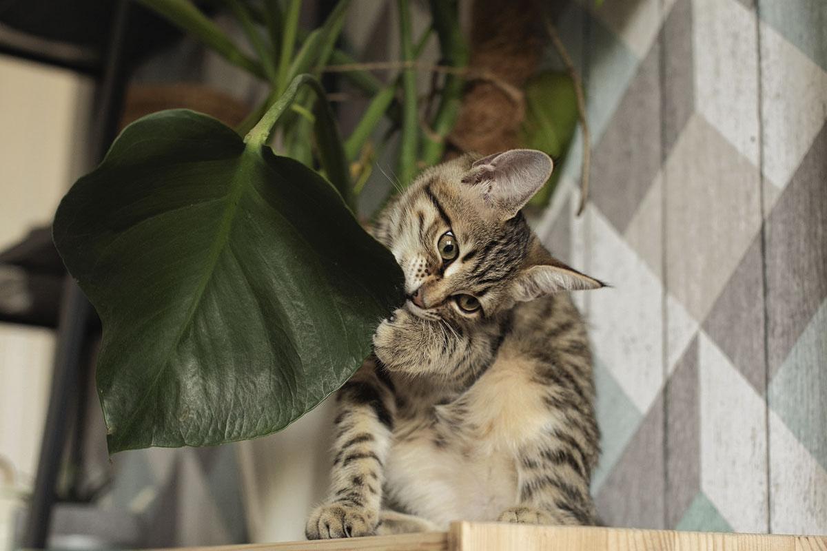 Je thuiskantoor opvrolijken met extra planten? Beter niet als je een (jonge) kat in huis hebt.