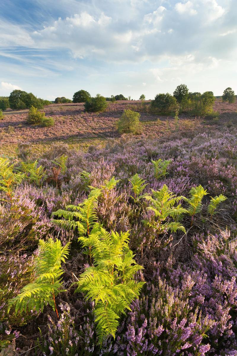 'Fietsen door de Heide' in het Nationaal Park Hoge Kempen