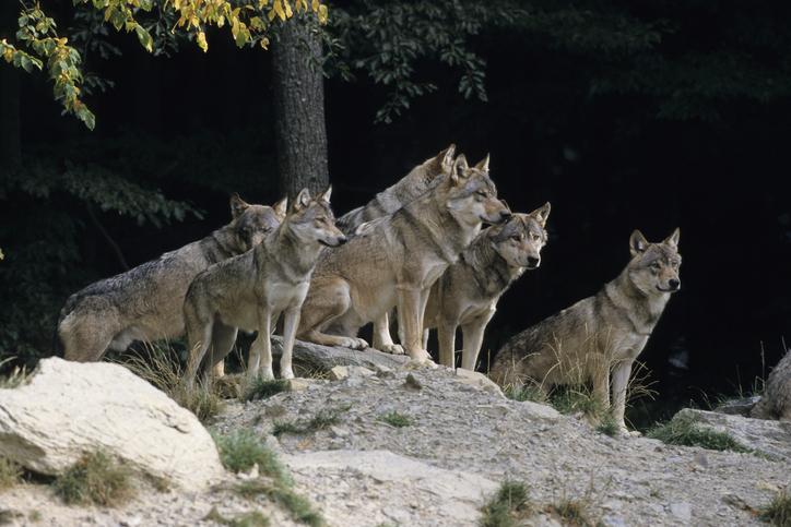 Au bout de six mois observé sur le territoire, un loup est considéré comme installé. Getty Image