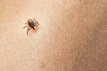 5 questions sur la maladie de Lyme