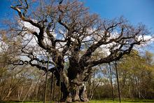 Robin des bois s'abritait sous ce chêne séculaire de la forêt de Sherwood.