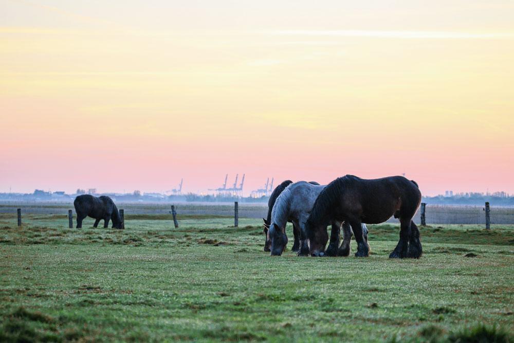 De polders en het hinterland hebben zo hun charmes, zoals hier in Zeebrugge.