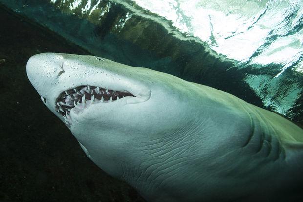 De grootste haaien zie je in Nausicaa