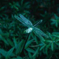 Pour un jardin féérique, notre choix de luminaires extérieurs