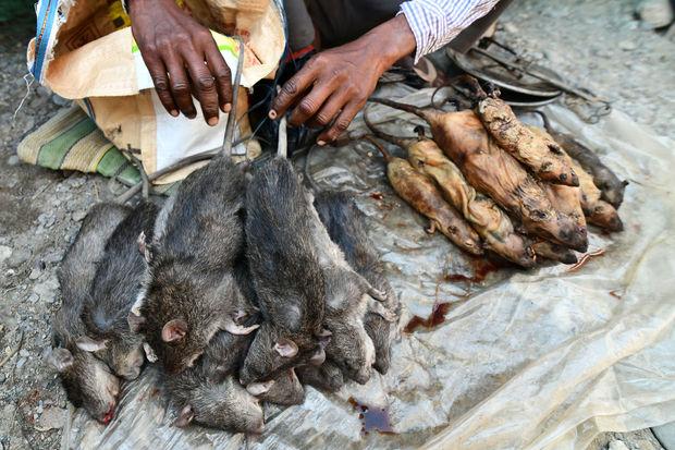 Tradition culinaire hindoue : Vous reprendrez bien un peu de rat ?