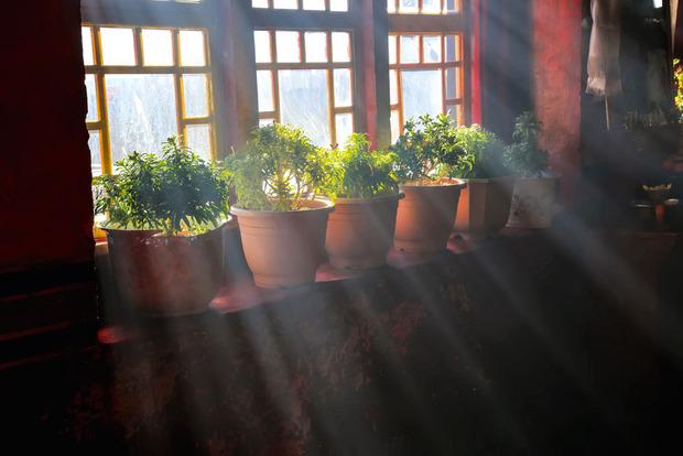 Les plantes d'intérieur à l'heure d'hiver