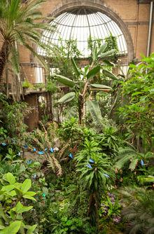 De Vlindertuin in Zoo Antwerpen opent opnieuw de deuren