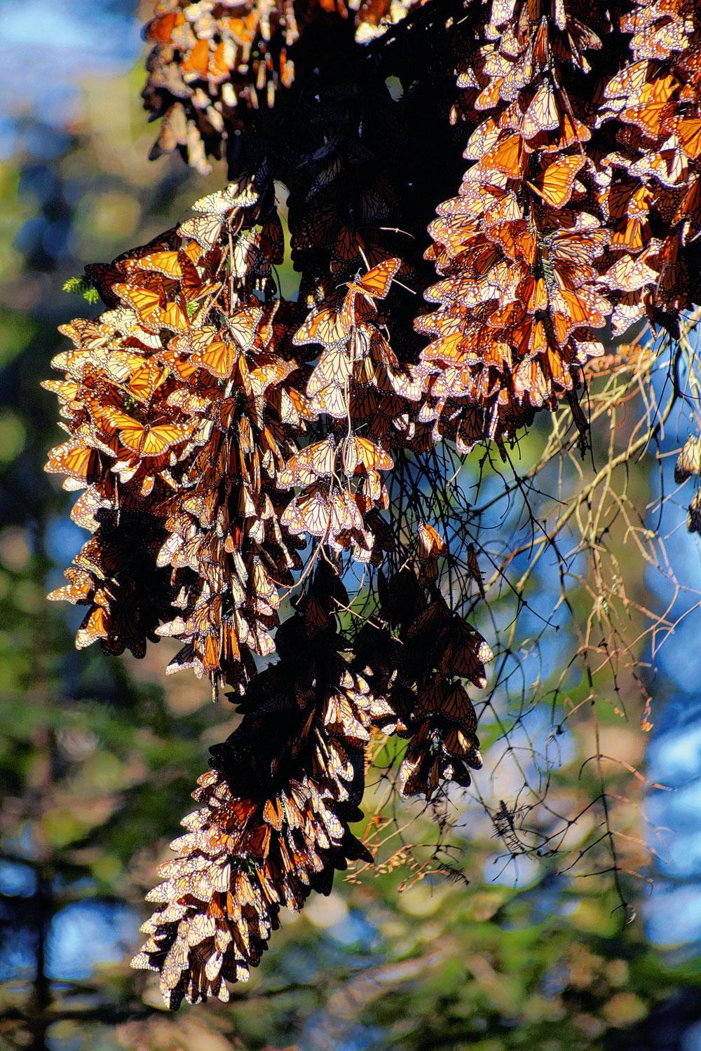 Trossen monarchvlinders bedekken de naaldbomen.