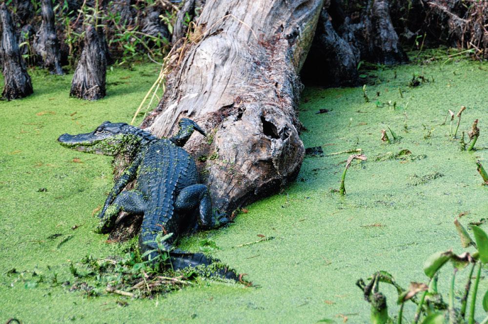Cajun Land in de Mississipi River Delta: het rijk van alligators en wasberen.