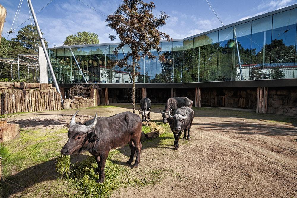 De nieuwe Savanne werd zo ingericht dat je de Kaapse Buffels tot heel dichtbij - maar veilig achter glas - kan naderen.