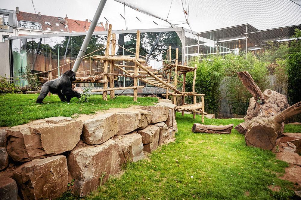 De eerste mensaap, chimpansee Susanne, kwam al in 1847 naar de Zoo. Sinds kort kunnen de chimpansees en gorilla's zich uitleven in de Mensapenvallei